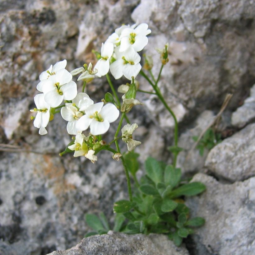 Draba sakurai - Hongerbloempje (Plant habit)