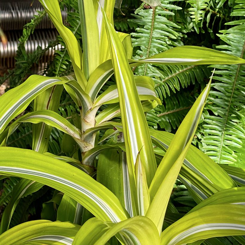 Dracaena fragrans Lemon Surprise - Drakenbloedboom (Groeiplaats)