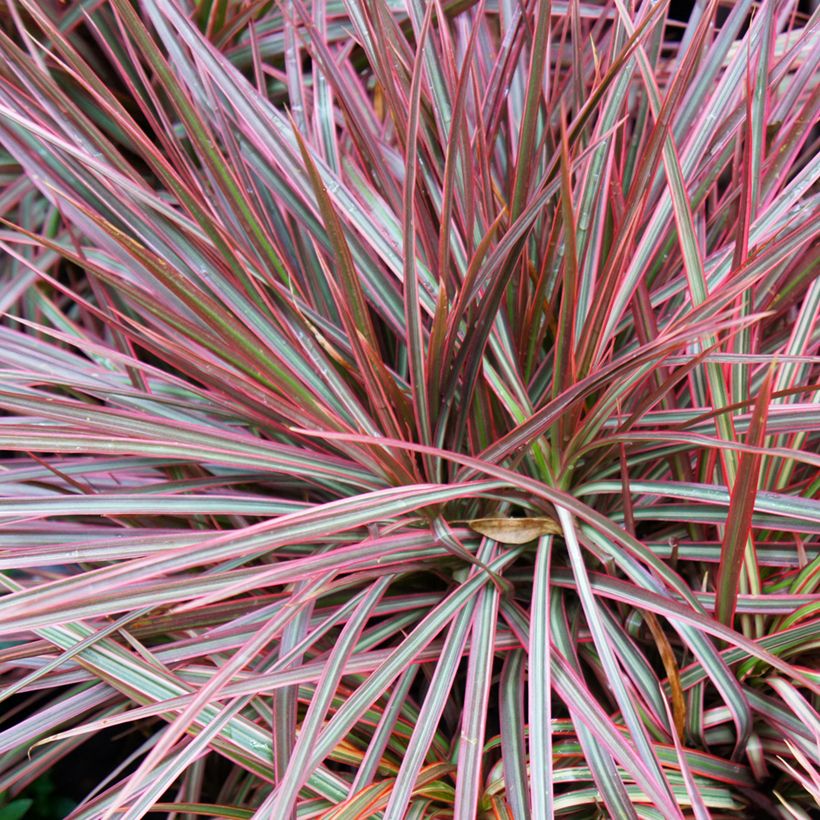 Dracaena reflexa var. angustifolia Magenta - Drakenbloedboom (Blad)