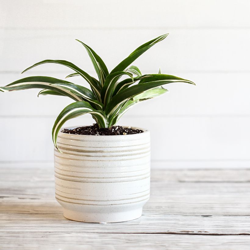 Dracaena fragrans White Jewel - Drakenbloedboom (Groeiplaats)