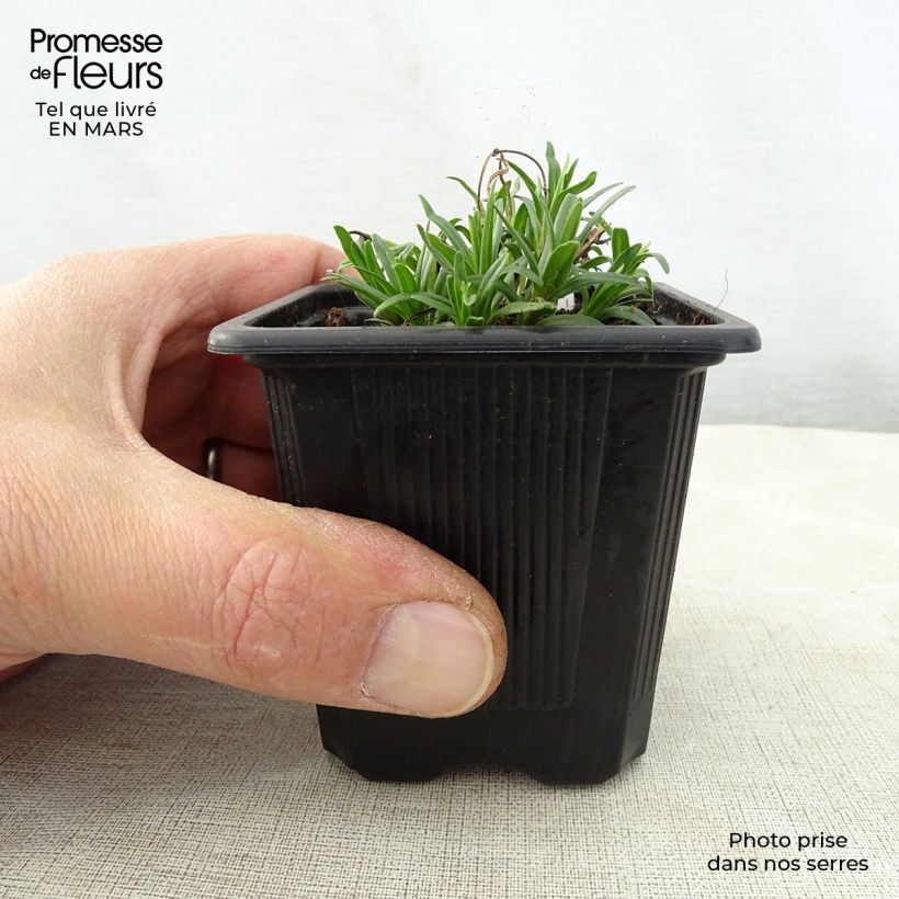 Exemplaar van Dracocephalum ruyschiana - Drakenkop Kweekpotje van 8/9 cm zoals geleverd in de lente