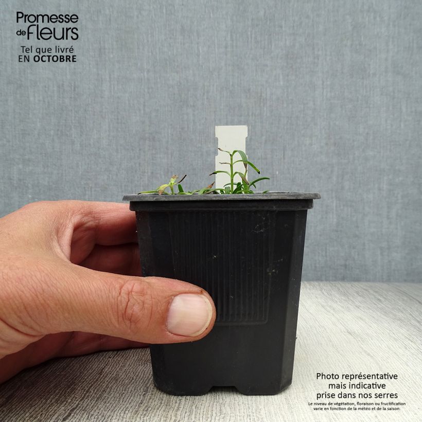 Exemplaar van Dracocephalum ruyschiana - Drakenkop Kweekpotje van 8/9 cm zoals geleverd in de herfst