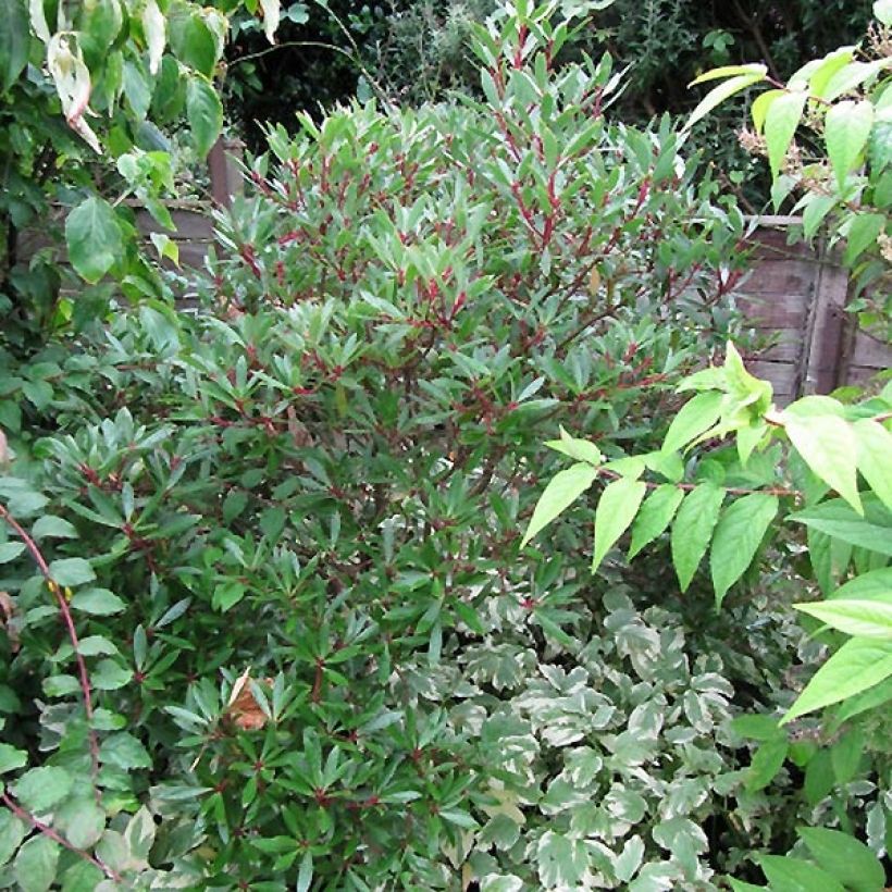 Drimys aromatica Red Spice - Tasmaanse bergpeper (Groeiplaats)