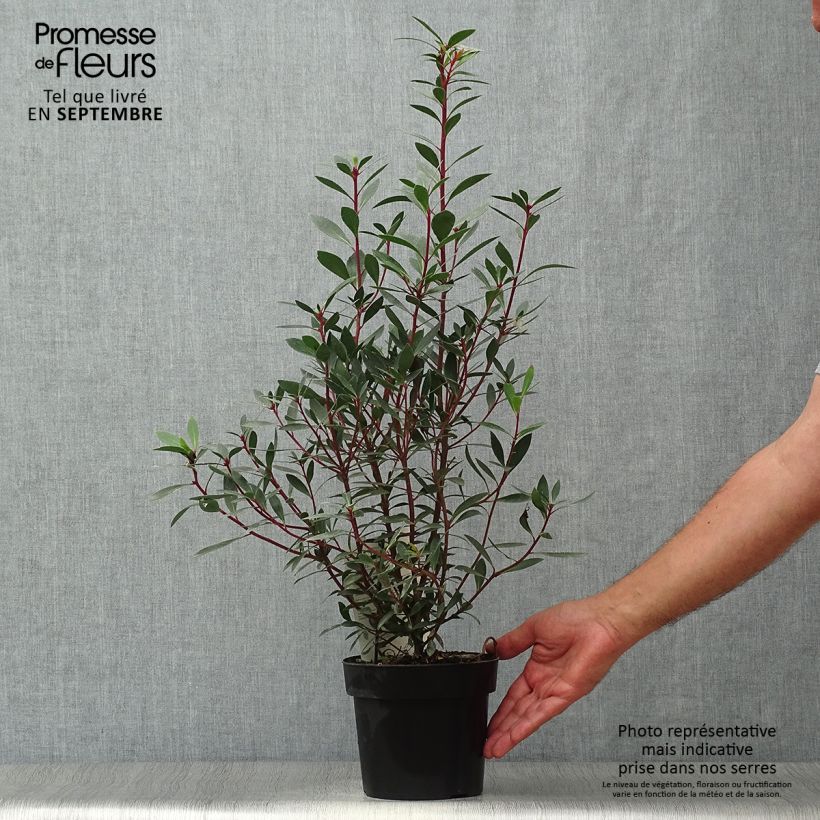 Exemplaar van Drimys aromatica Red Spice - Tasmaanse bergpeper Pot van 2 l/3 l zoals geleverd in de herfst