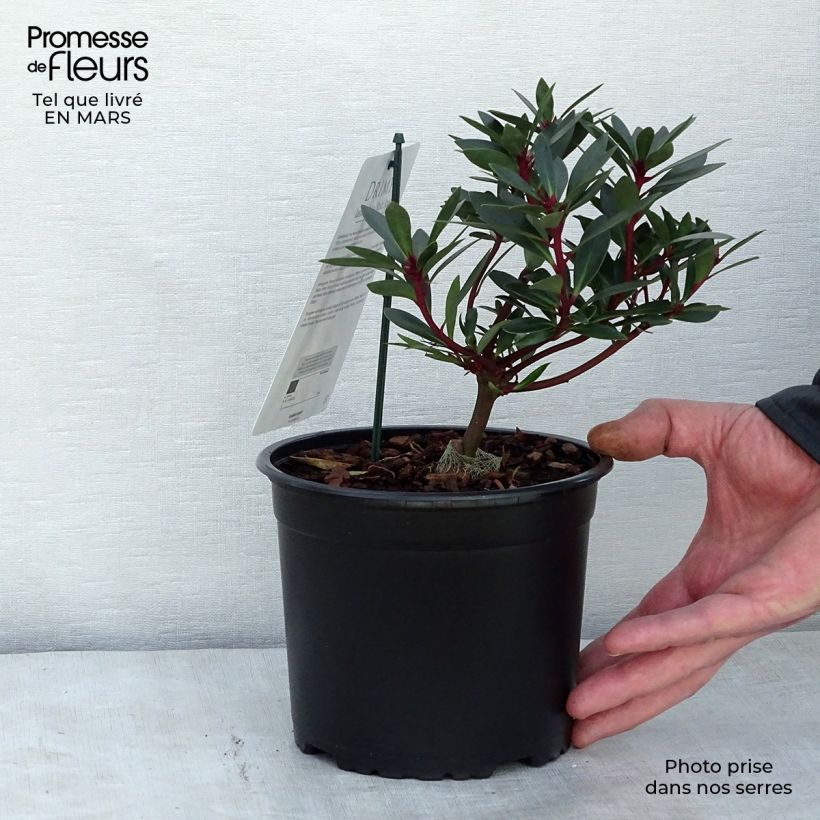 Exemplaar van Drimys aromatica Red Spice - Tasmaanse bergpeper Pot van 2 l/3 l zoals geleverd in de lente