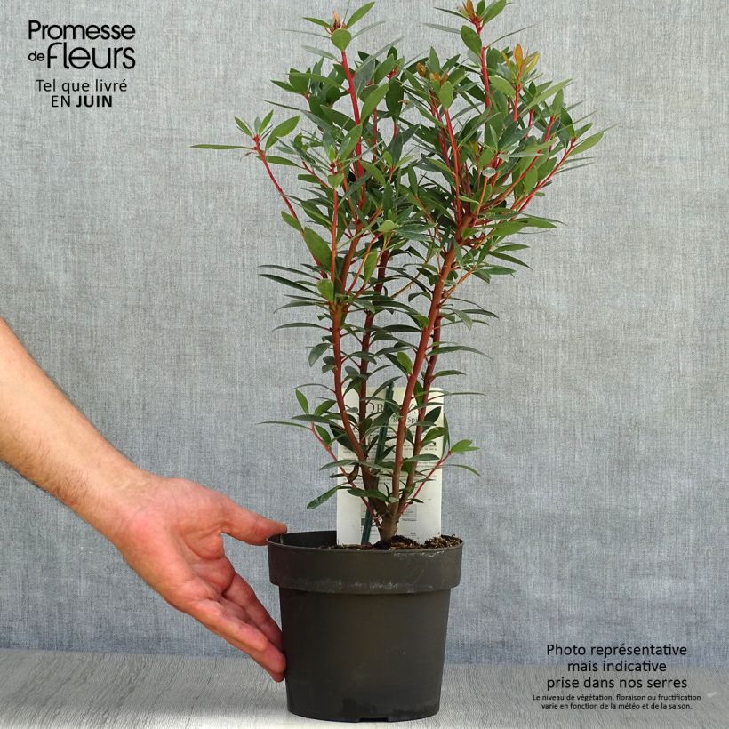 Exemplaar van Drimys aromatica Red Spice - Tasmaanse bergpeper Pot van 2 l/3 l zoals geleverd in de zomer