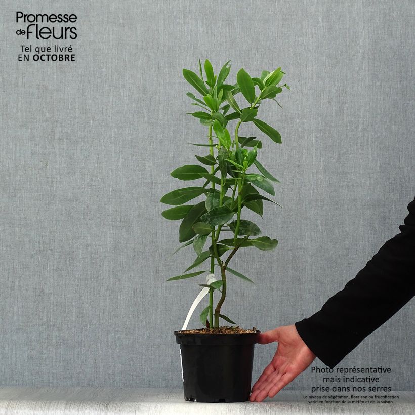 Exemplaar van Drimys winteri - Chileense peperboom Pot van 3 l/4 l zoals geleverd in de herfst