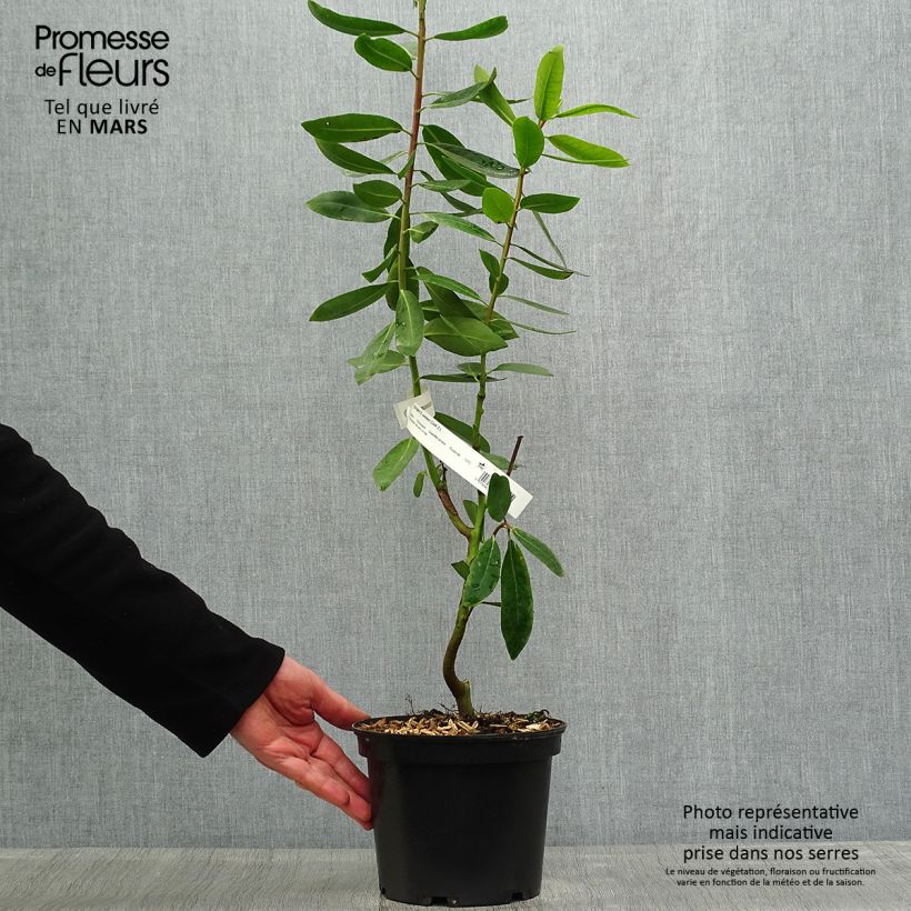 Exemplaar van Drimys winteri - Chileense peperboom Pot van 3 l/4 l zoals geleverd in de lente