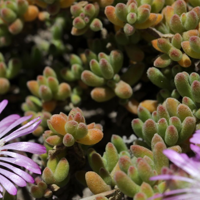 Drosanthemum candens (Blad)