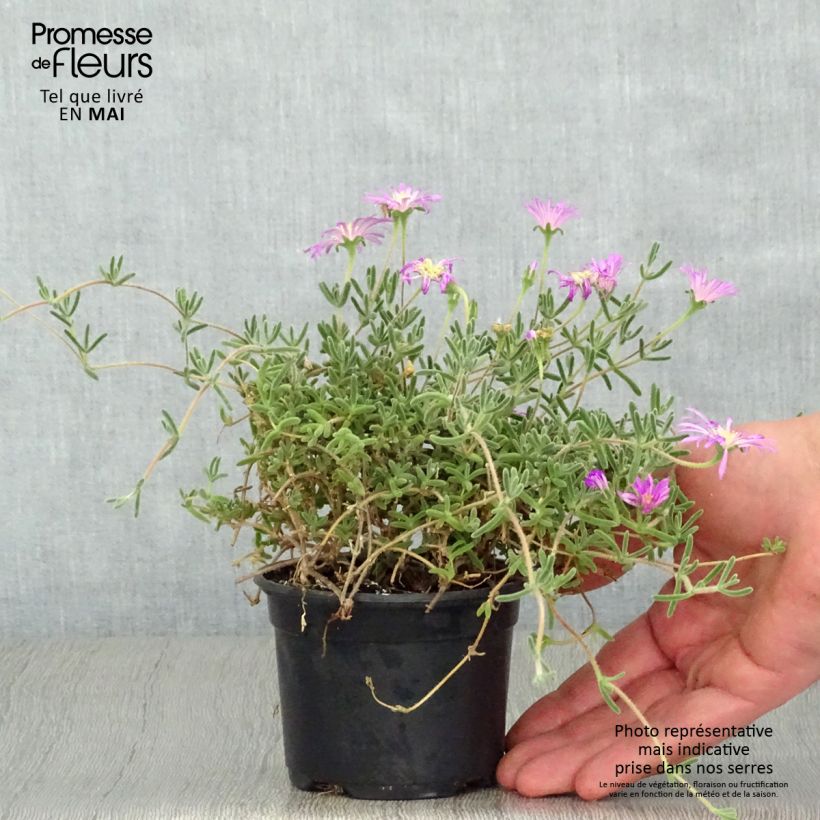 Example of Drosanthemum hispidum Kweekpotje van 8/9 cm as you get in printemps