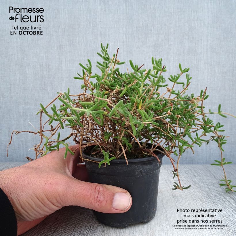 Exemplaar van Drosanthemum hispidum Kweekpotje van 8/9 cm zoals geleverd in de herfst