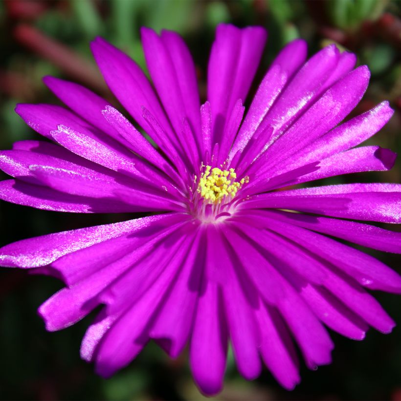 Drosanthemum hispidum (Bloei)