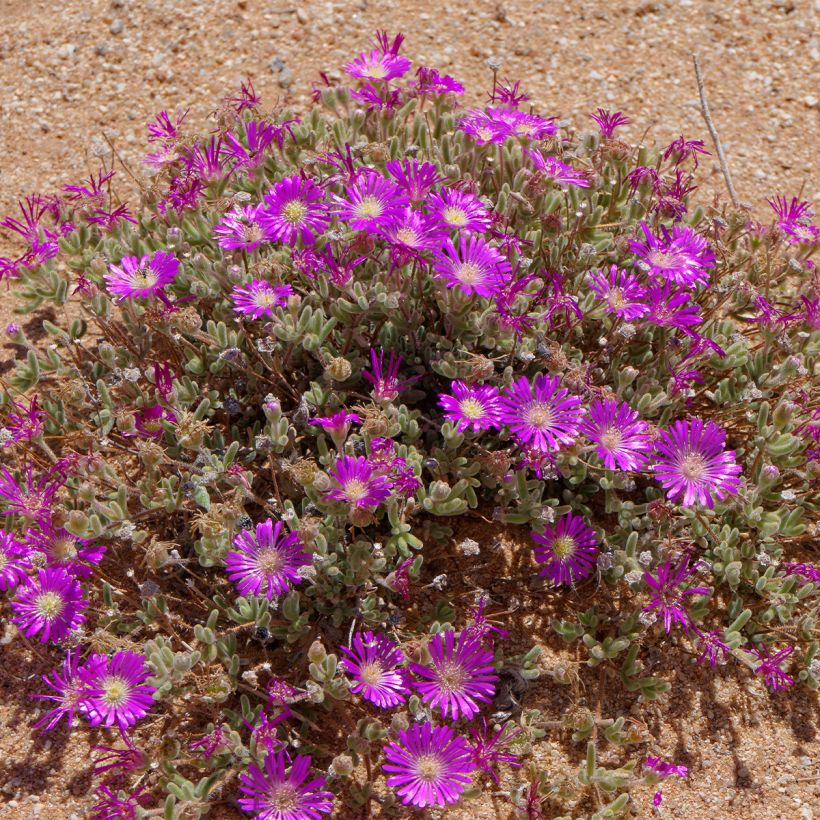 Drosanthemum hispidum (Groeiplaats)