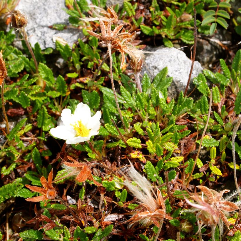 Dryas drummondii Grandiflora - Zilverkruid (Groeiplaats)