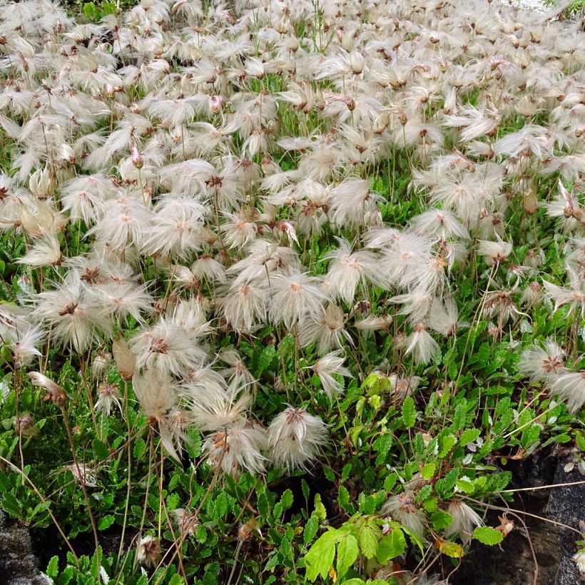 Dryas suendermannii - Zilverkruid (Groeiplaats)