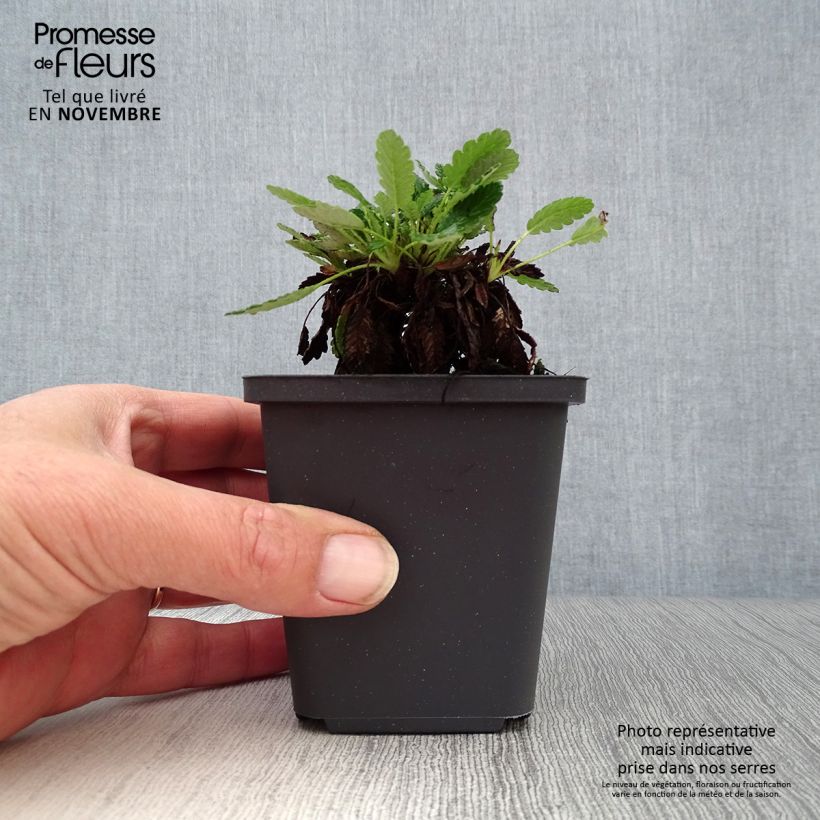 Exemplaar van Dryas suendermannii - Zilverkruid Kweekpotje van 8/9 cm zoals geleverd in de herfst