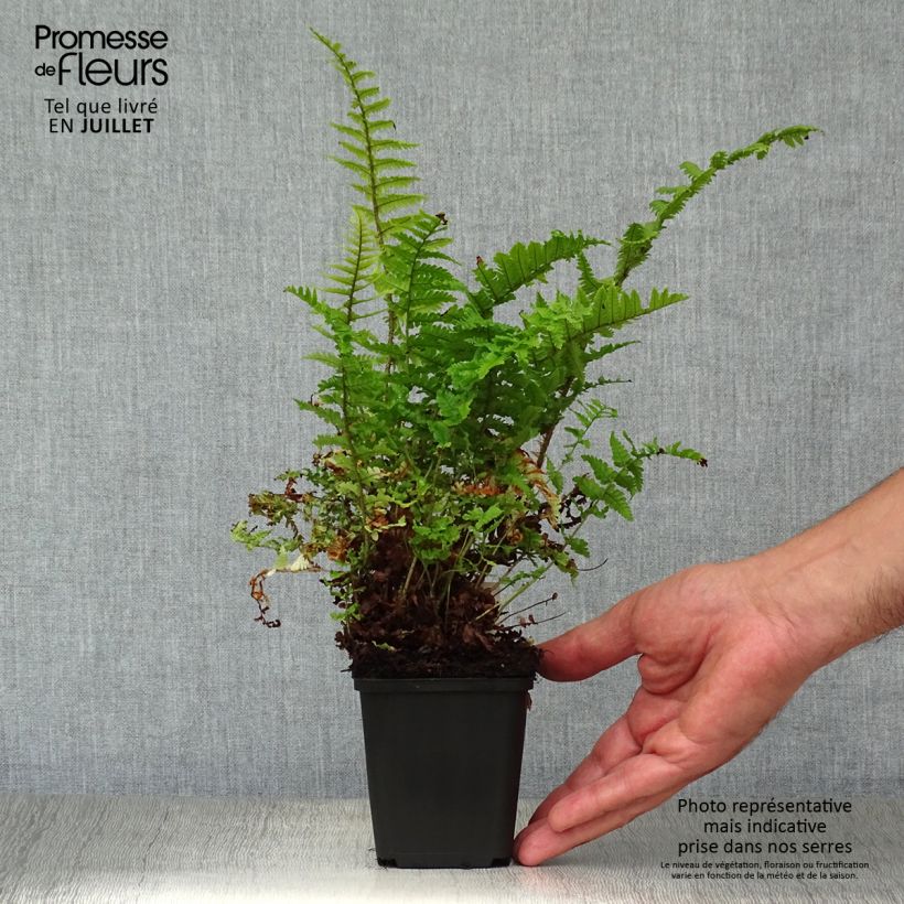Exemplaar van Dryopteris affinis Crispa - Geschubde mannetjesvaren Kweekpotje van 8/9 cm zoals geleverd in de zomer