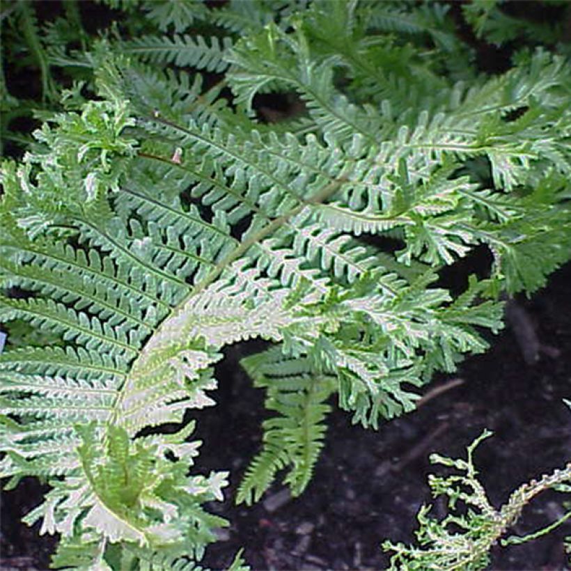 Dryopteris affinis Cristata - Geschubde mannetjesvaren (Blad)
