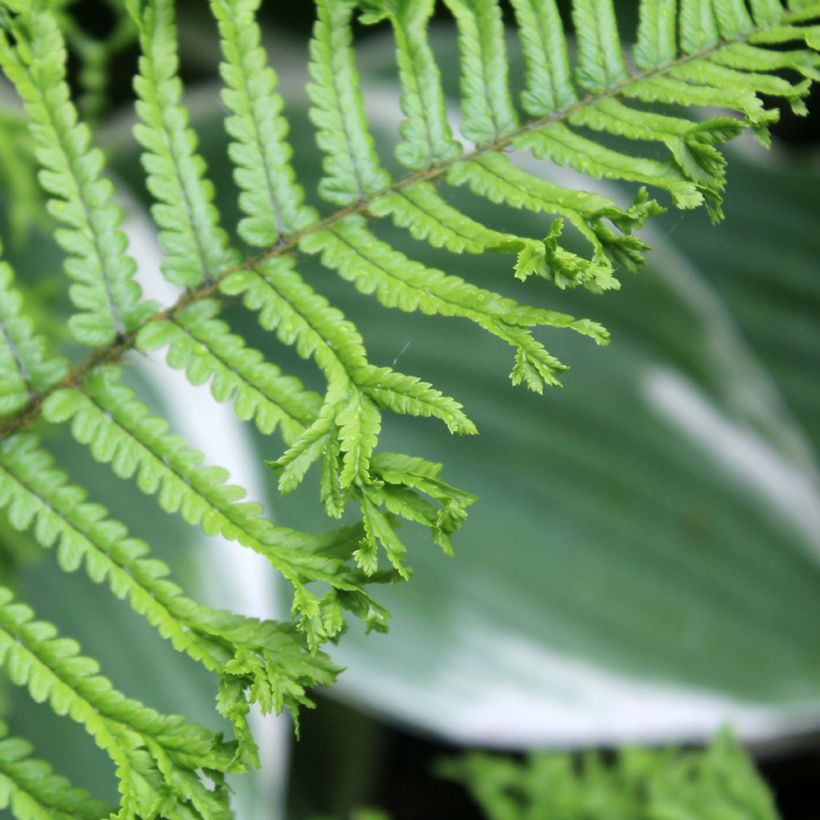 Dryopteris affinis Cristata - Geschubde mannetjesvaren (Blad)