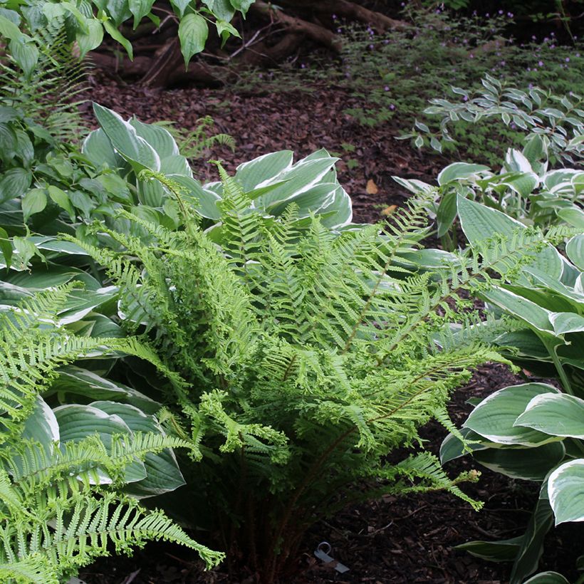 Dryopteris affinis Cristata - Geschubde mannetjesvaren (Groeiplaats)