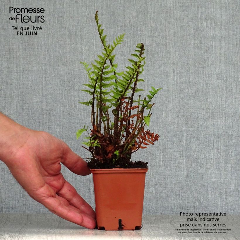Exemplaar van Dryopteris affinis - Geschubde mannetjesvaren Kweekpotje van 8/9 cm zoals geleverd in de zomer