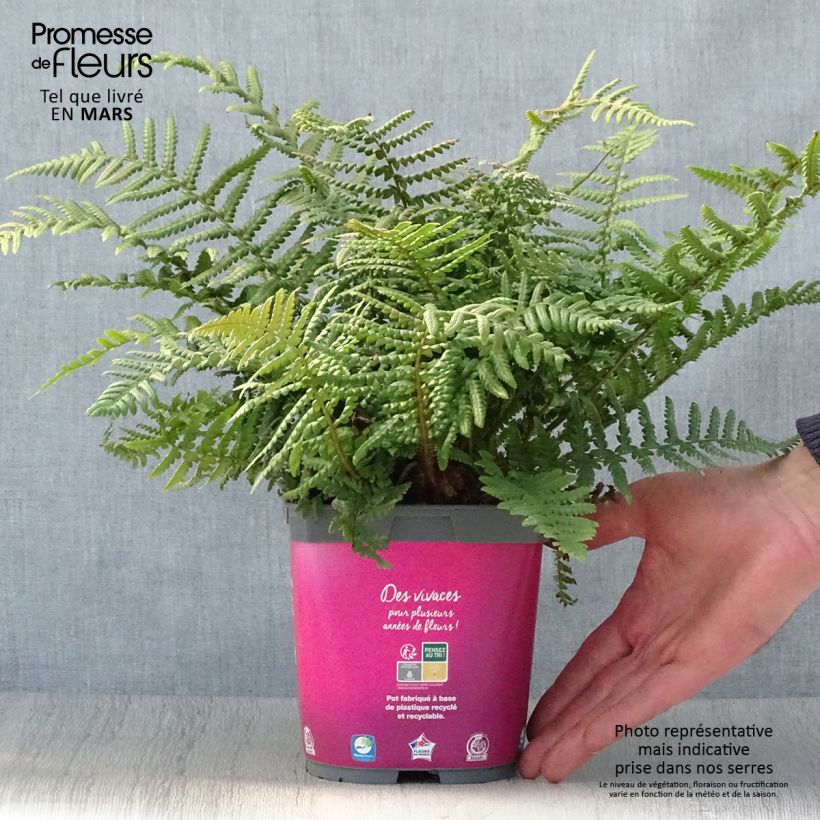 Exemplaar van Dryopteris affinis - Geschubde mannetjesvaren Pot van 2 l/3 l zoals geleverd in de lente