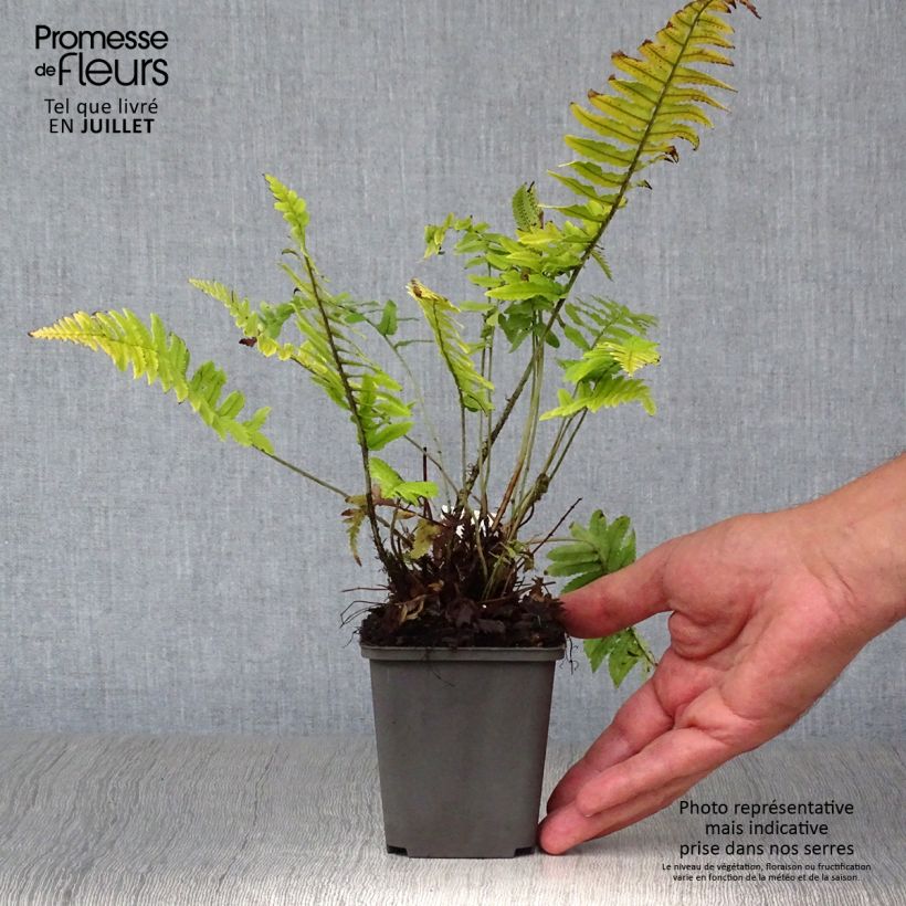 Exemplaar van Dryopteris cycadina - Gezaagde niervaren Kweekpotje van 8/9 cm zoals geleverd in de zomer