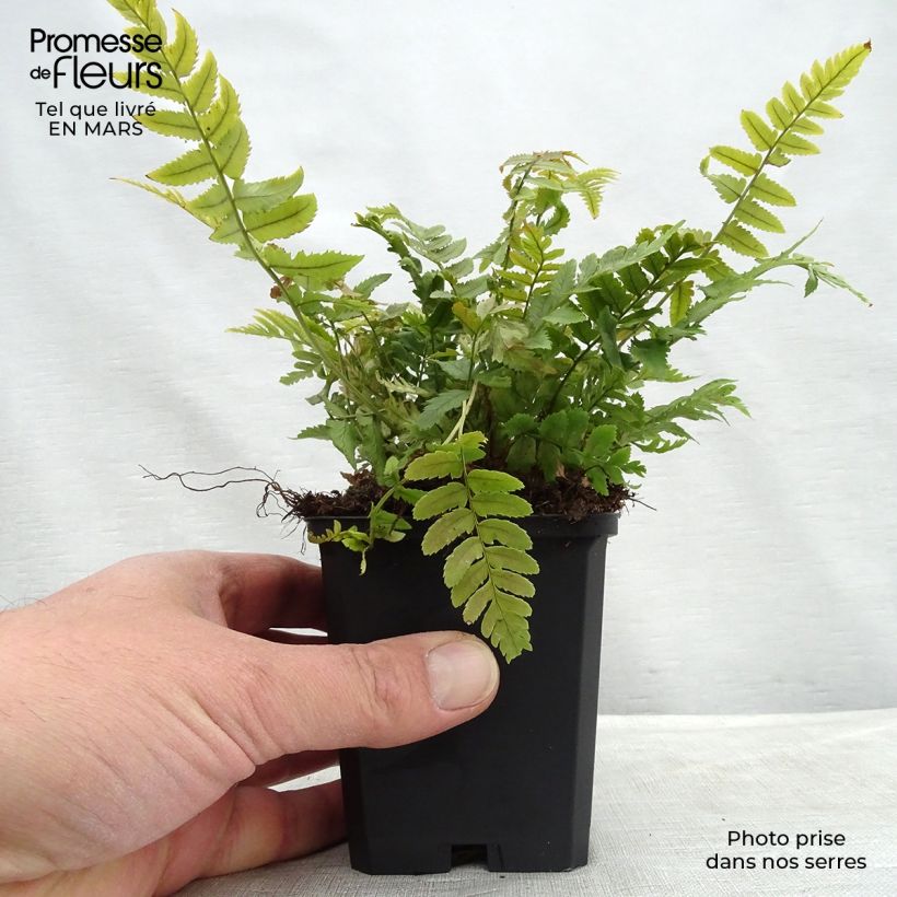 Exemplaar van Dryopteris cycadina - Gezaagde niervaren Kweekpotje van 8/9 cm zoals geleverd in de lente