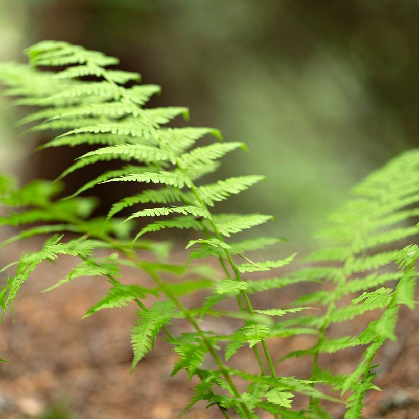 Dryopteris carthusiana - Smalle stekelvaren (Blad)