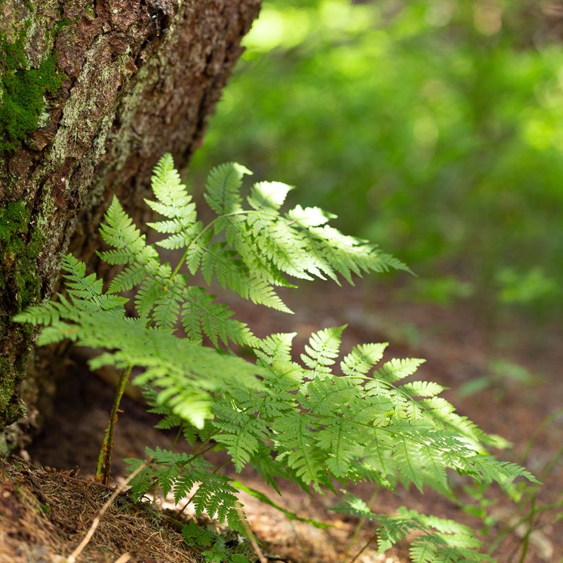 Dryopteris carthusiana - Smalle stekelvaren (Groeiplaats)