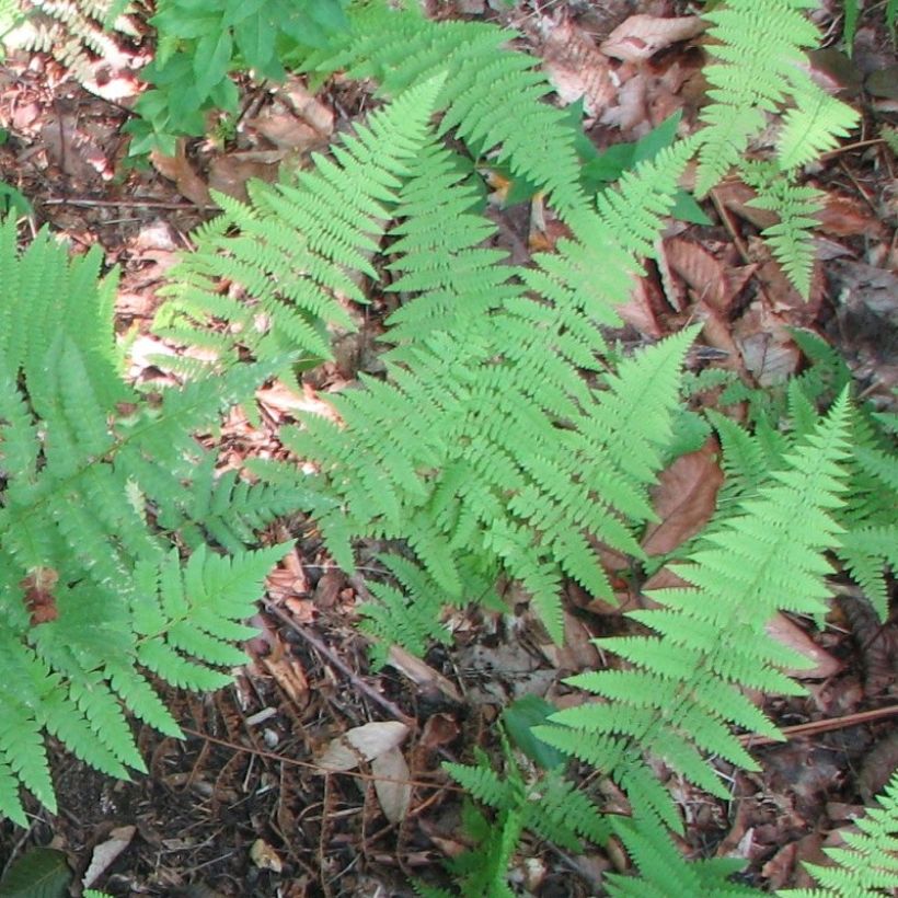 Dryopteris clintoniana - Niervaren (Blad)