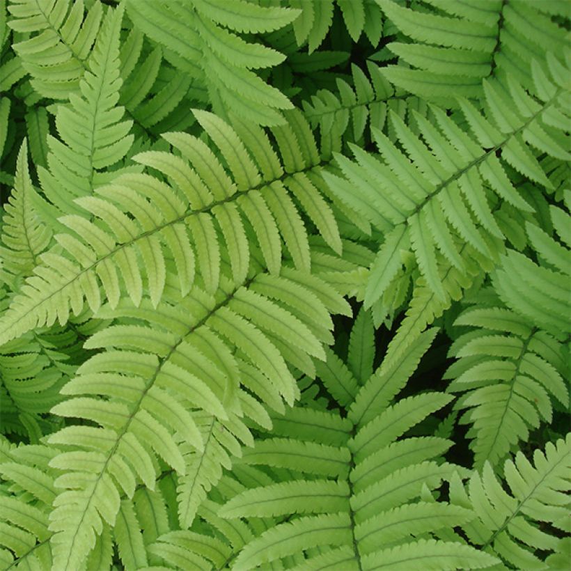 Dryopteris cycadina - Gezaagde niervaren (Blad)