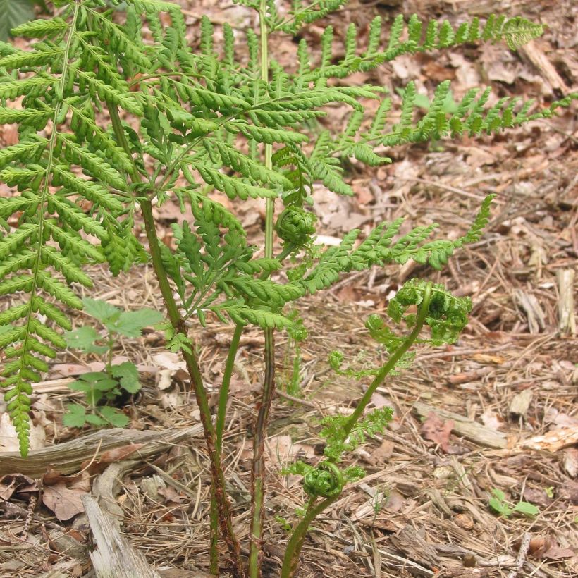 Dryopteris dilatata - Brede stekelvaren (Groeiplaats)