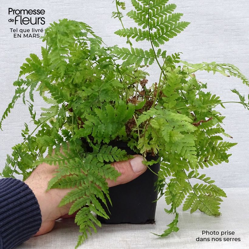 Exemplaar van Dryopteris dilatata - Brede stekelvaren Kweekpotje van 8/9 cm zoals geleverd in de lente