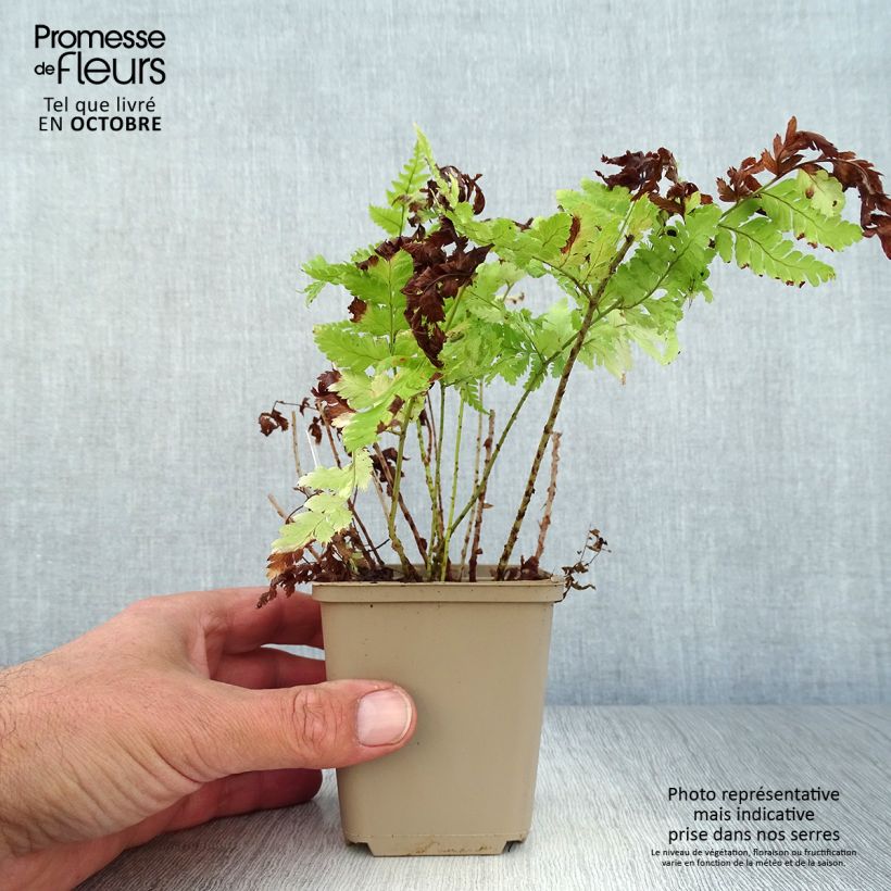 Exemplaar van Dryopteris dilatata - Brede stekelvaren Kweekpotje van 8/9 cm zoals geleverd in de herfst