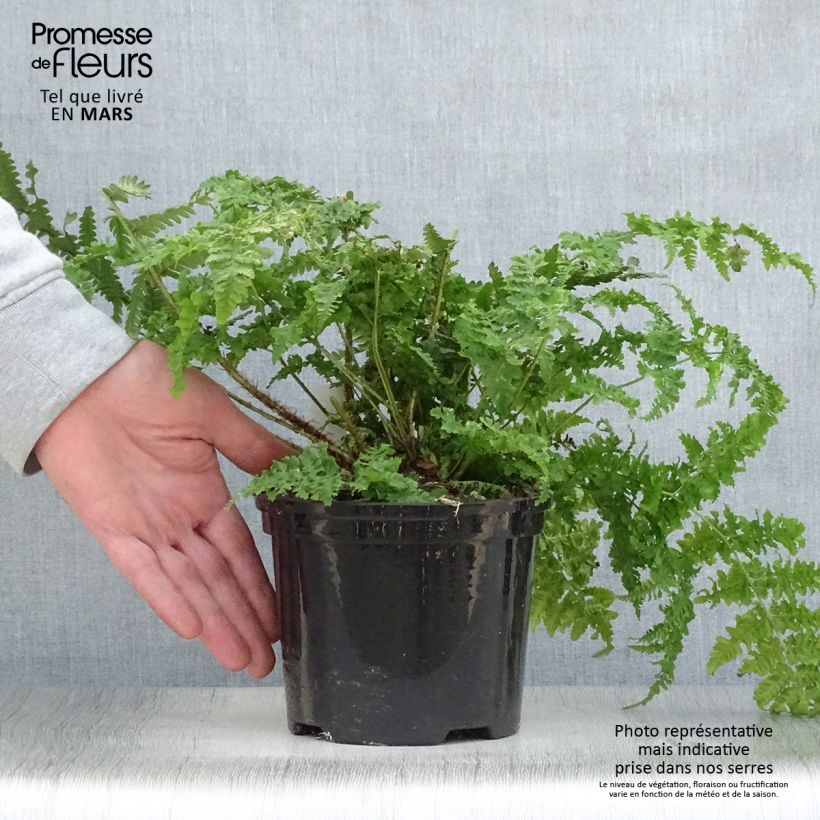 Exemplaar van Dryopteris dilatata - Brede stekelvaren Pot van 2 l/3 l zoals geleverd in de lente
