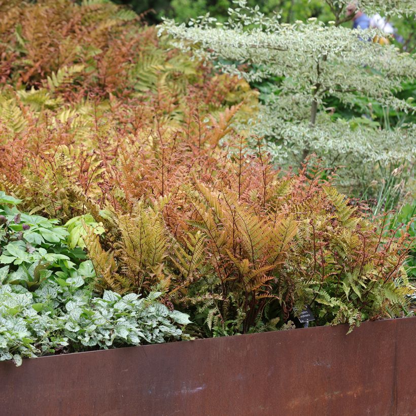 Dryopteris erythrosora - Herfstvaren (Groeiplaats)