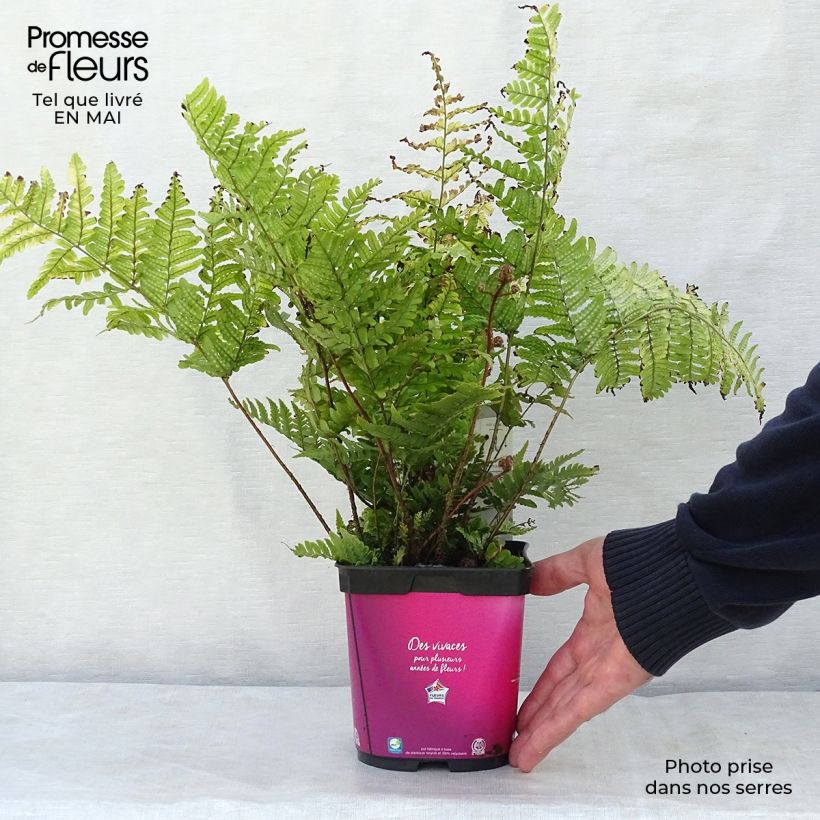Example of Dryopteris erythrosora - Herfstvaren Pot van 2 l/3 l as you get in printemps
