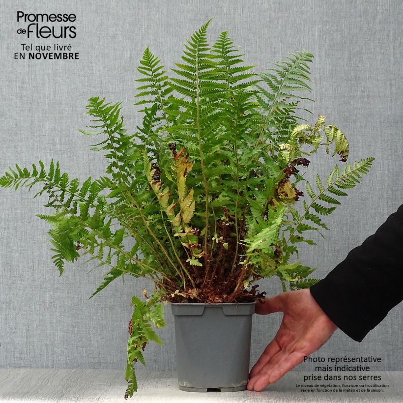 Exemplaar van Dryopteris erythrosora - Herfstvaren Pot van 2 l/3 l zoals geleverd in de herfst