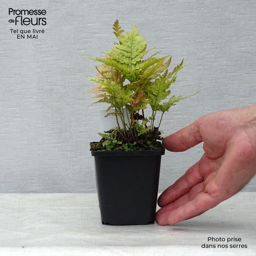 Example of Dryopteris erythrosora - Herfstvaren Kweekpotje van 8/9 cm as you get in printemps