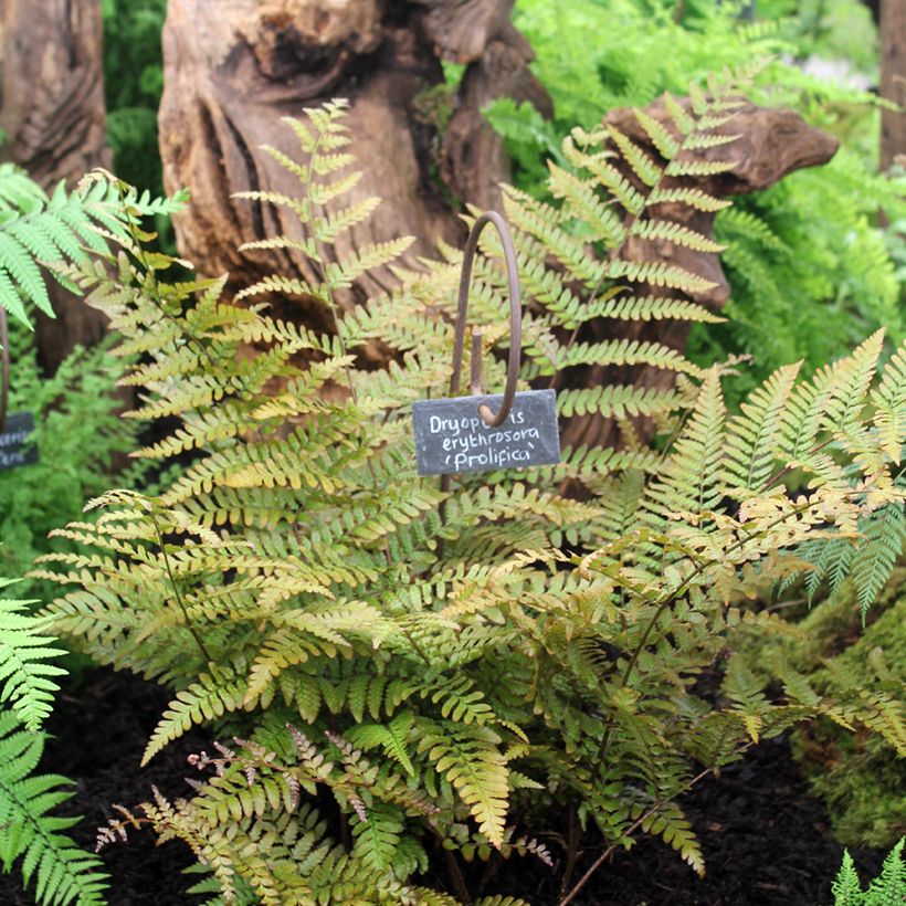 Dryopteris erythrosora Prolifica - Herfstvaren (Groeiplaats)