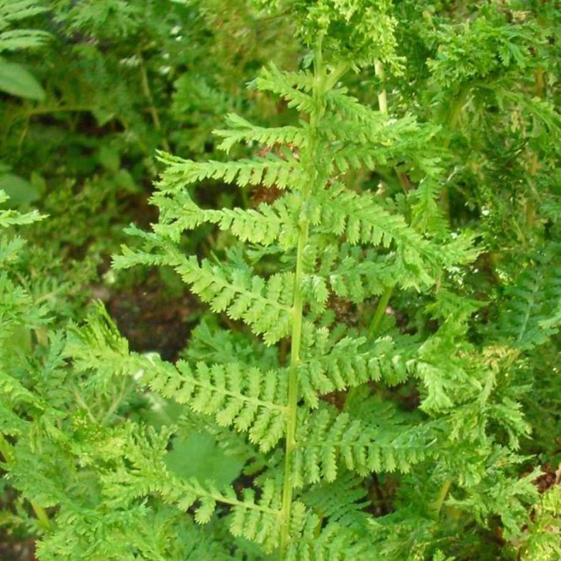 Dryopteris filix-mas Crispa Cristata - Mannetjesvaren (Blad)