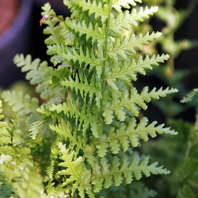Dryopteris filix-mas Barnesii - Mannetjesvaren (Blad)