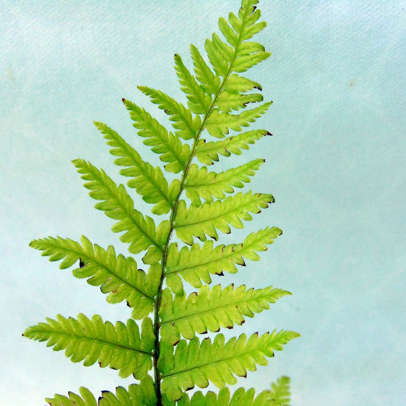 Dryopteris filix-mas - Mannetjesvaren (Blad)