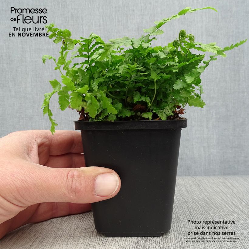 Exemplaar van Dryopteris filix-mas - Mannetjesvaren Kweekpotje van 8/9 cm zoals geleverd in de herfst