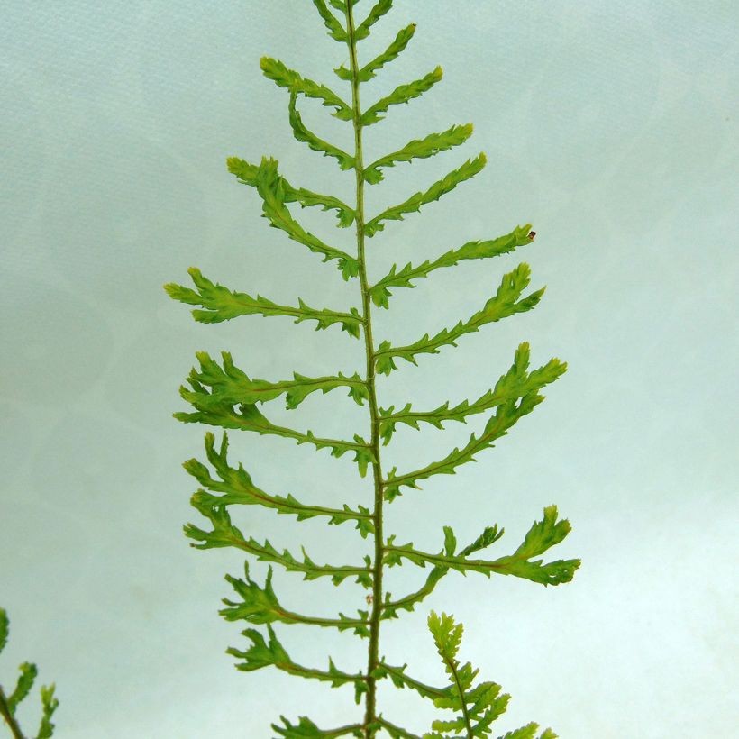 Dryopteris filix-mas Linearis Polydactyla - Mannetjesvaren (Blad)