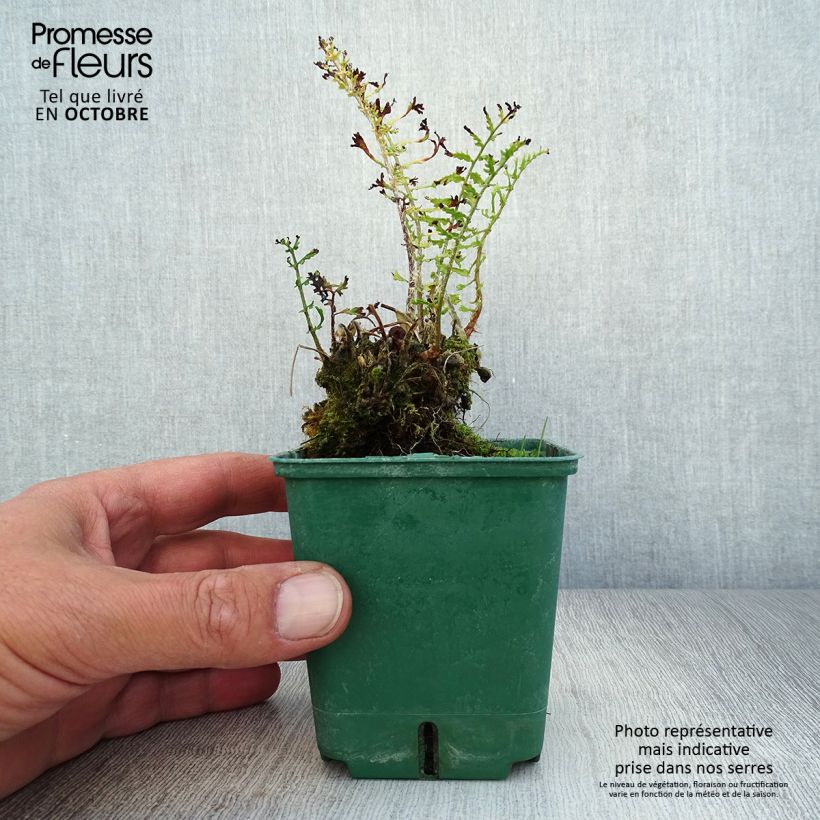 Exemplaar van Dryopteris filix-mas Linearis Polydactyla - Mannetjesvaren Kweekpotje van 8/9 cm zoals geleverd in de herfst