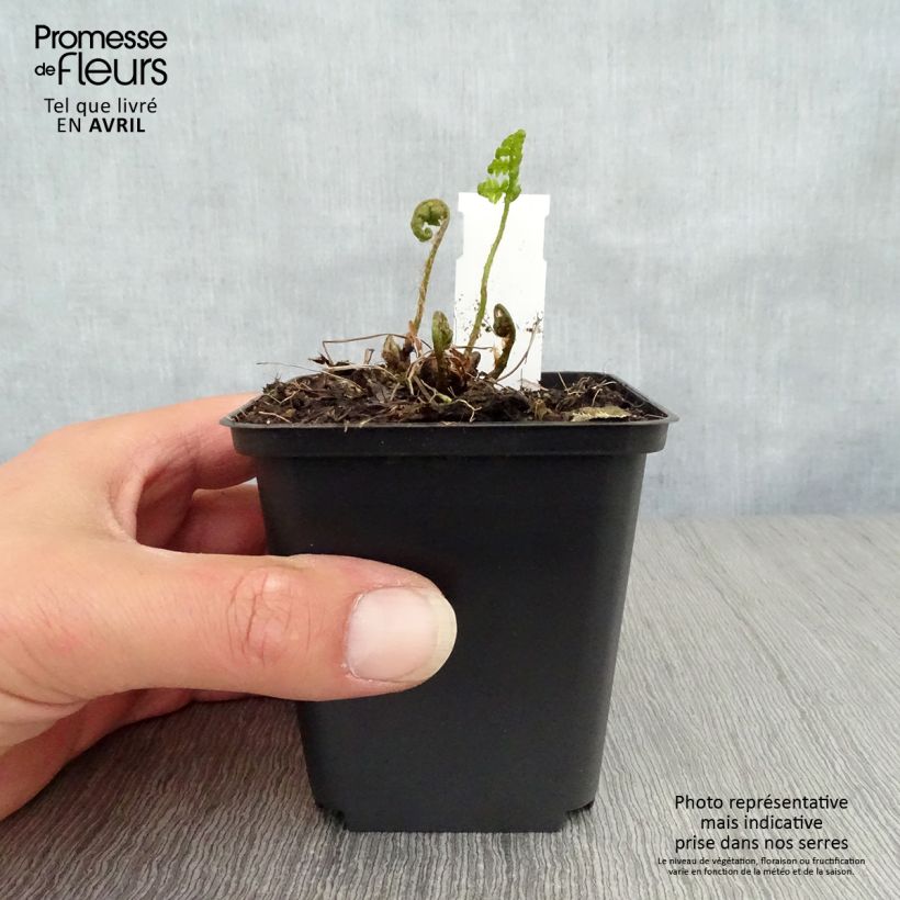 Exemplaar van Dryopteris goldieana - Niervaren Kweekpotje van 8/9 cm zoals geleverd in de lente