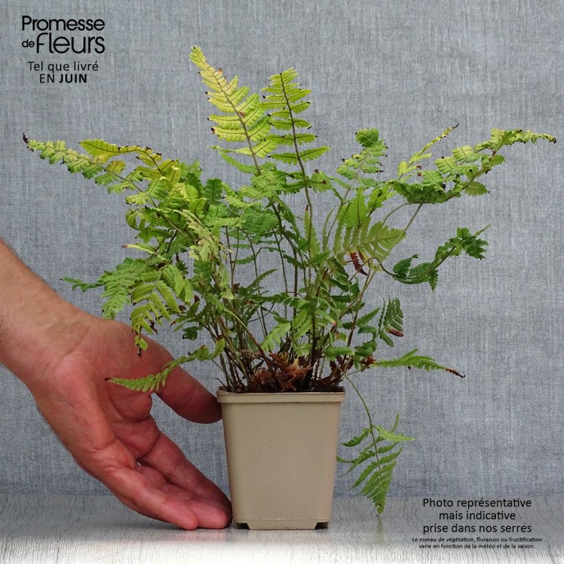 Exemplaar van Dryopteris lepidopoda - Zonsondergangvaren Kweekpotje van 8/9 cm zoals geleverd in de zomer