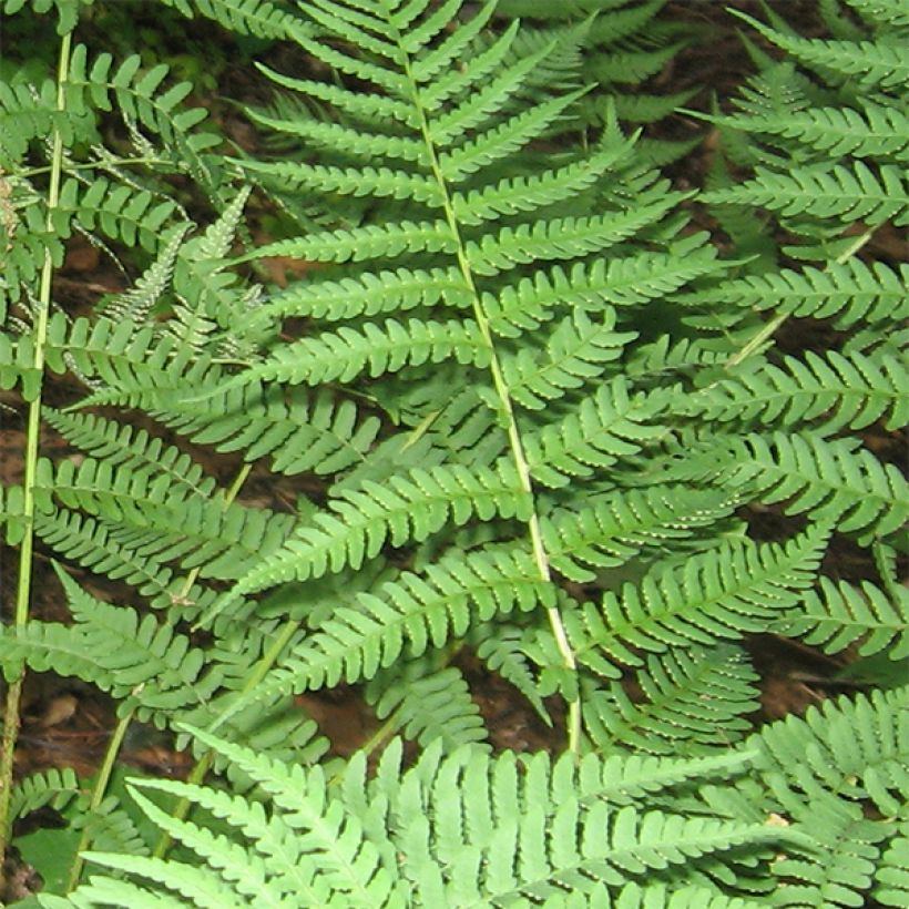 Dryopteris marginalis - Niervaren (Blad)